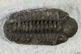 Adrisiops Weugi Trilobite - Recently Described Phacopid #115224-2